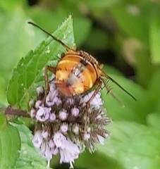 Tachina