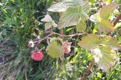 Rubus sachalinensis