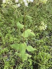 Ageratina altissima