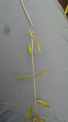 Epilobium palustre