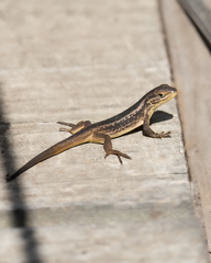 Liolaemus chiliensis