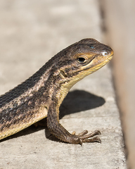 Liolaemus chiliensis