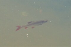 Scardinius erythrophthalmus