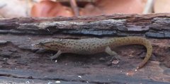 Sphaerodactylus notatus notatus