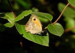 Pyronia tithonus