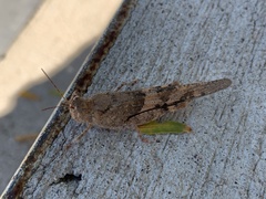 Trimerotropis pallidipennis