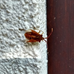Gonocerus acuteangulatus