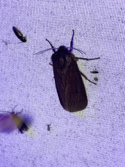 Phragmatobia fuliginosa