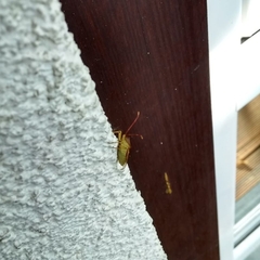 Gonocerus acuteangulatus