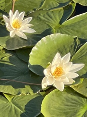 Nymphaea alba