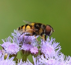Eristalis transversa
