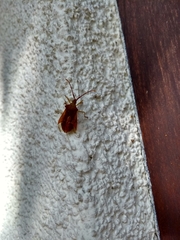 Gonocerus acuteangulatus
