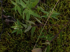Melampyrum lineare