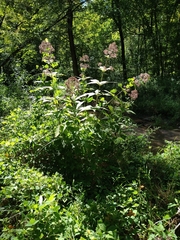 Eutrochium purpureum