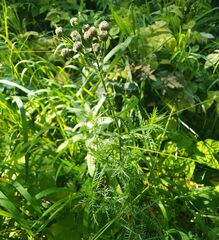 Achillea impatiens
