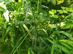 Achillea impatiens