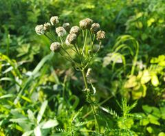 Achillea impatiens