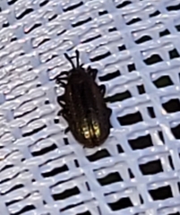 Microrhopala vittata