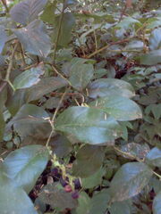 Gaultheria shallon