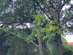 Ginkgo biloba
