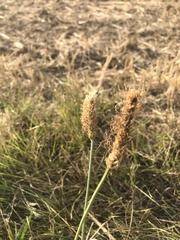 Plantago lanceolata