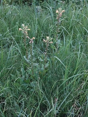 Oenothera