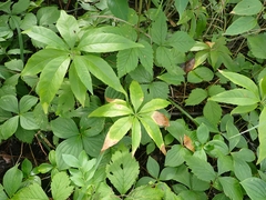Lysimachia borealis