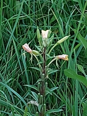 Oenothera