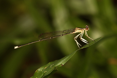 Pseudocopera ciliata
