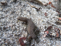 Sphaerodactylus notatus