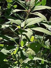 Eutrochium purpureum