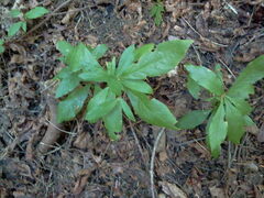 Lysimachia latifolia