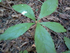 Lysimachia latifolia