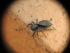 Menemerus taeniatus