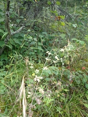 Capnoides sempervirens