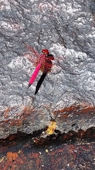 Trithemis selika