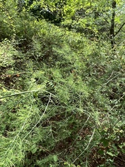 Asparagus officinalis