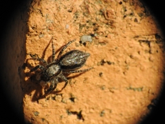 Menemerus taeniatus