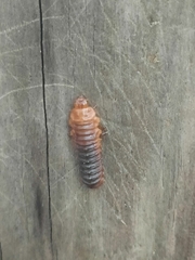 Monocesta coryli