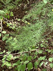 Asparagus officinalis