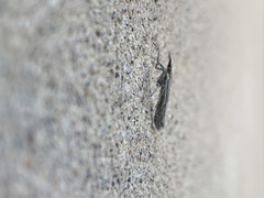 Plutellidae