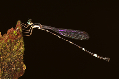 Protosticta khaosoidaoensis