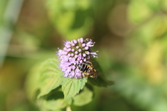 Eristalis nemorum