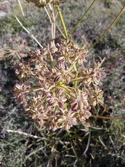 Angelica lineariloba