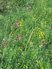 Orchis anthropophora