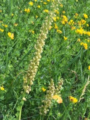 Orchis anthropophora