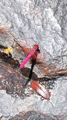 Trithemis selika