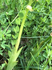 Orchis anthropophora