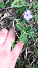 Ruellia caroliniensis