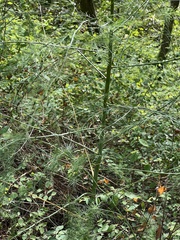 Asparagus officinalis